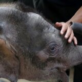 Divlje životinje: Najmanjem slonu na svetu preti izumiranje 9