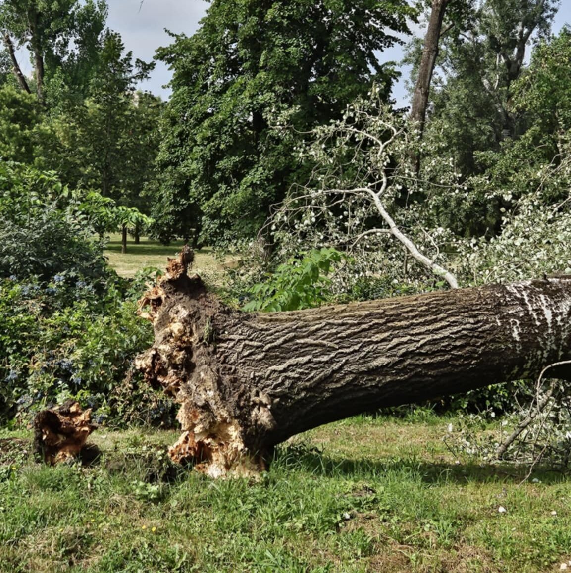 Palo drvo na trotoar kod Limanskog parka u Novom Sadu: Povređenih nema, radnici "Zelenila" raščišćavaju teren 2