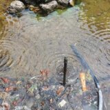 Mrtvi golubovi u fontani u Zaječaru: Čišćenje počelo nakon poziva redakcije Danasa inspekciji 12