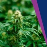 Tradicionalna biljka, lek ili droga: Sagovornici Danasa o tome što 40 odsto mladih ne smatra da je marihuana narkotik 5