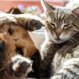 Simptomi toplotnog udara kod pasa i mačaka 5