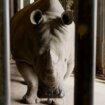 Životinje: Vantelesna oplodnja nosoroga - hoće li biti sačuvana retka vrsta 12
