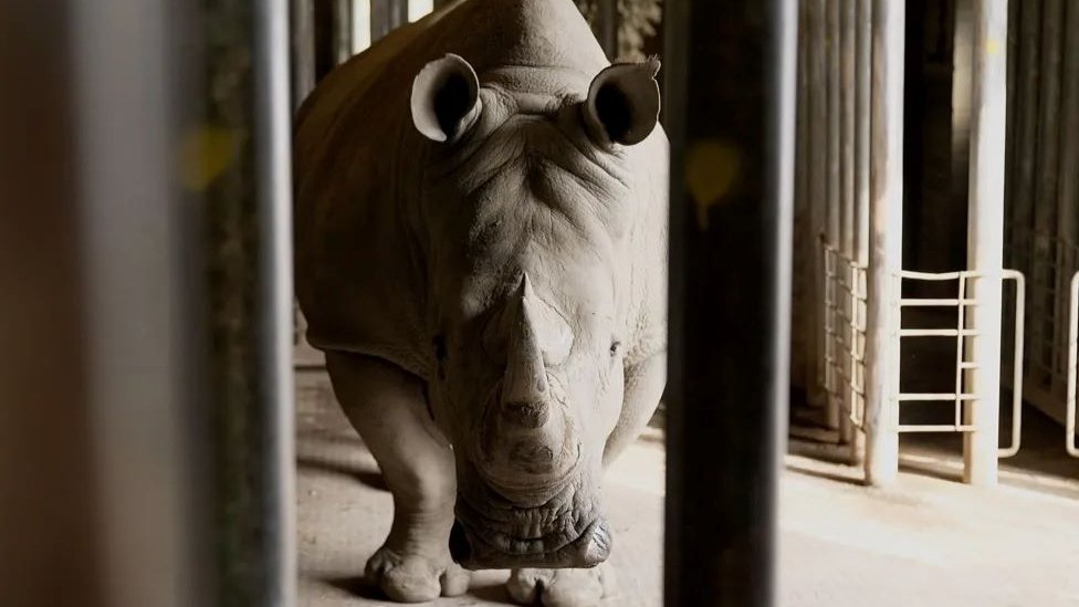 Životinje: Vantelesna oplodnja nosoroga - hoće li biti sačuvana retka vrsta 11