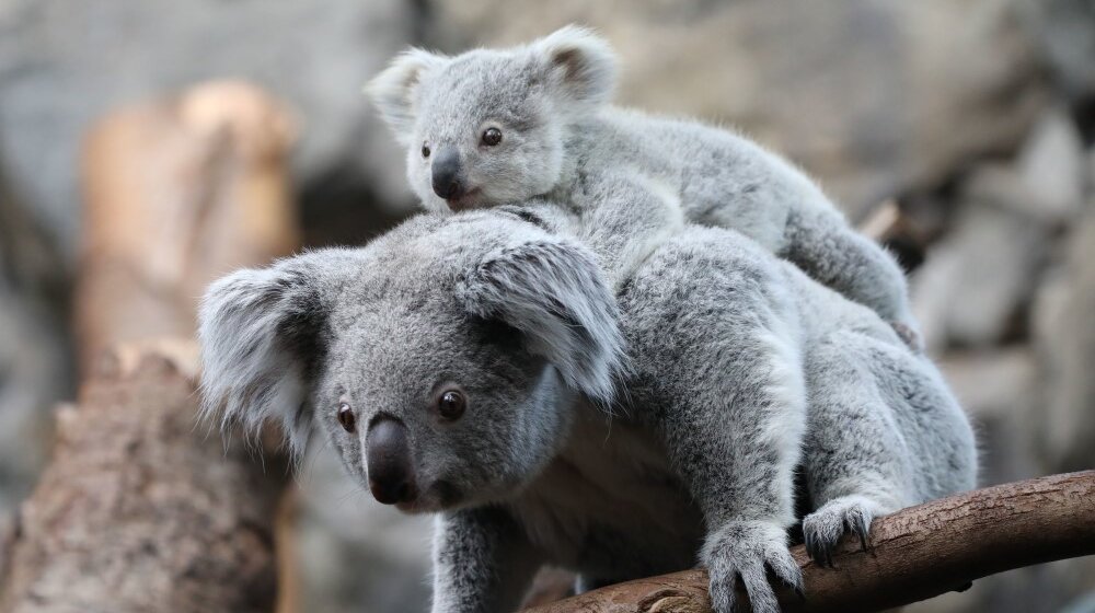 Nema više maženja koala, odlučila uprava australijskog zoološkog vrta 11
