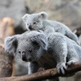 Nema više maženja koala, odlučila uprava australijskog zoološkog vrta 9