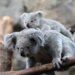 Nema više maženja koala, odlučila uprava australijskog zoološkog vrta 2
