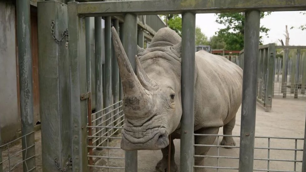 Zanta, 22-godišnja ženka nosoroga