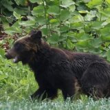 Zbog čestih napada, Japan olakšava ubijanje medveda 6