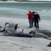 Šta raditi sa jatom nasukanih kitova: Ukopavanje ili vraćanje trupala u more 11