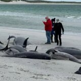 Šta raditi sa jatom nasukanih kitova: Ukopavanje ili vraćanje trupala u more 4