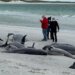 Šta raditi sa jatom nasukanih kitova: Ukopavanje ili vraćanje trupala u more 1