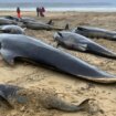 Šta raditi sa jatom nasukanih kitova: Ukopavanje ili vraćanje trupala u more 14