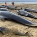 Šta raditi sa jatom nasukanih kitova: Ukopavanje ili vraćanje trupala u more 6