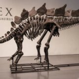 Arheologija: Skelet dinosaurusa prodat na aukciji za rekordnih 40 miliona evra 3