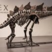 Arheologija: Skelet dinosaurusa prodat na aukciji za rekordnih 40 miliona evra 13
