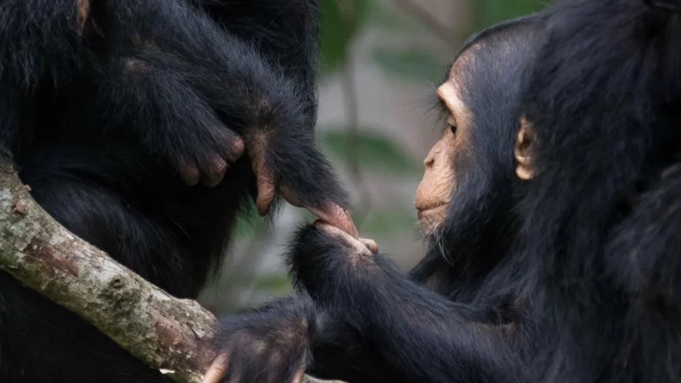 Šimpanze