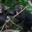 Evolucija: Šimpanze i ljudi slično 'razgovaraju', kažu naučnici 10