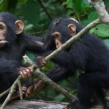 Evolucija: Šimpanze i ljudi slično 'razgovaraju', kažu naučnici 12