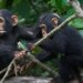 Evolucija: Šimpanze i ljudi slično 'razgovaraju', kažu naučnici 18