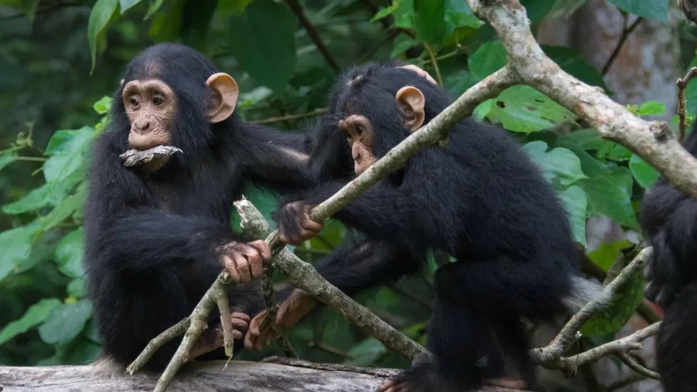 Evolucija: Šimpanze i ljudi slično 'razgovaraju', kažu naučnici 7