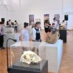 „Fosili kao odrazi prošlosti“: Izložba beogradskog Prirodnjačkog muzeja u Gradskom muzeju u Vršcu 12
