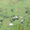 Ugroženo oko 1.000 ljudi: Nakon nedelju dana uklonjen samo deo od tri tone uginule ribe u kanalu Vizelj 9