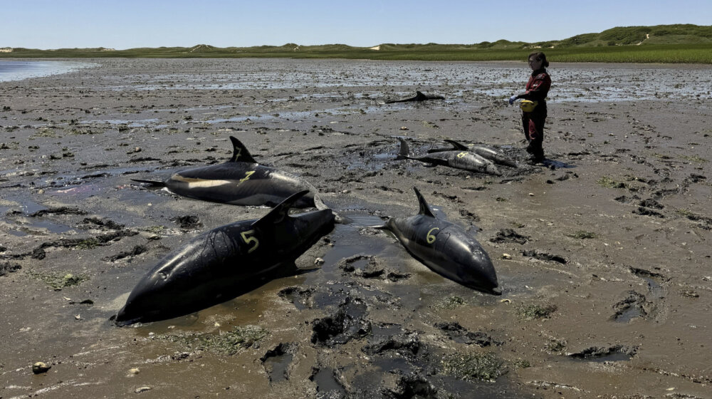 Masovno stradanje delfina krajem juna u Masačusetsu, najveće u istoriji SAD (FOTO) 12