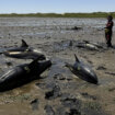 Masovno stradanje delfina krajem juna u Masačusetsu, najveće u istoriji SAD (FOTO) 13