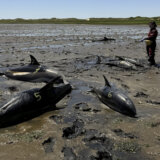 Masovno stradanje delfina krajem juna u Masačusetsu, najveće u istoriji SAD (FOTO) 5