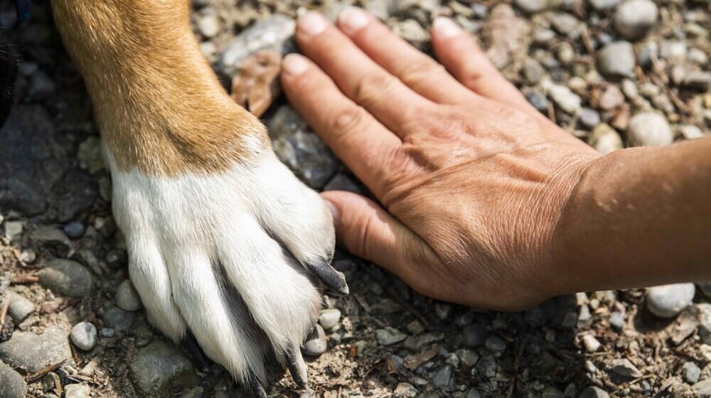 Opasni psi rezultat su nesavesnih vlasnika: Šta kaže zakon - kakva su pravila za vlasnike opasnih pasa? 10