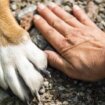 Opasni psi rezultat su nesavesnih vlasnika: Šta kaže zakon - kakva su pravila za vlasnike opasnih pasa? 21