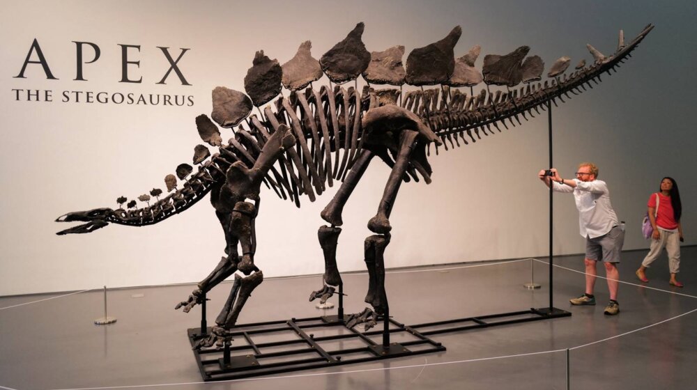 fosil dinosaurusa