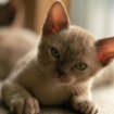dugovečne rase mačaka