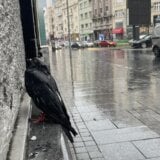Zašto je Beograd poplavljen posle svake velike kiše? 7