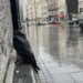 Zašto je Beograd poplavljen posle svake velike kiše? 18