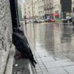 Zašto je Beograd poplavljen posle svake velike kiše? 13