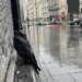 Zašto je Beograd poplavljen posle svake velike kiše? 2