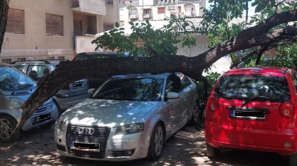 Grana pala sa drveta u centru Zaječara i oštetila dva automobila 11