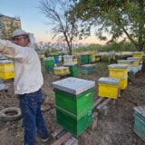 Posle Konjarnika, seča šume i na Bežaniji: Stabla stara više od 80 godina, meštani se bune 4