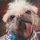 Životinje i film: Kako je Pegi od najružnijeg psa postala holivudska zvezda 10