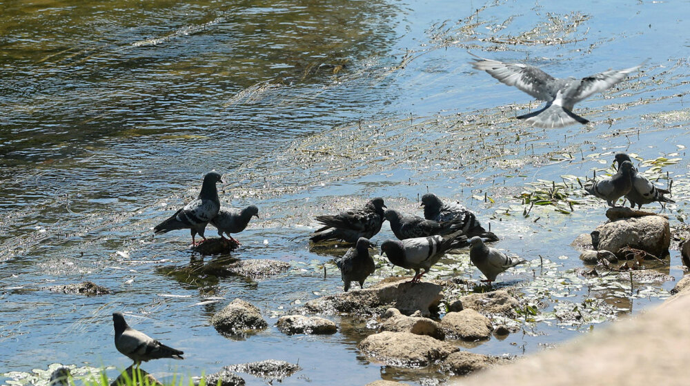 Danas sunčano vreme, temperatura do 37 stepeni 8