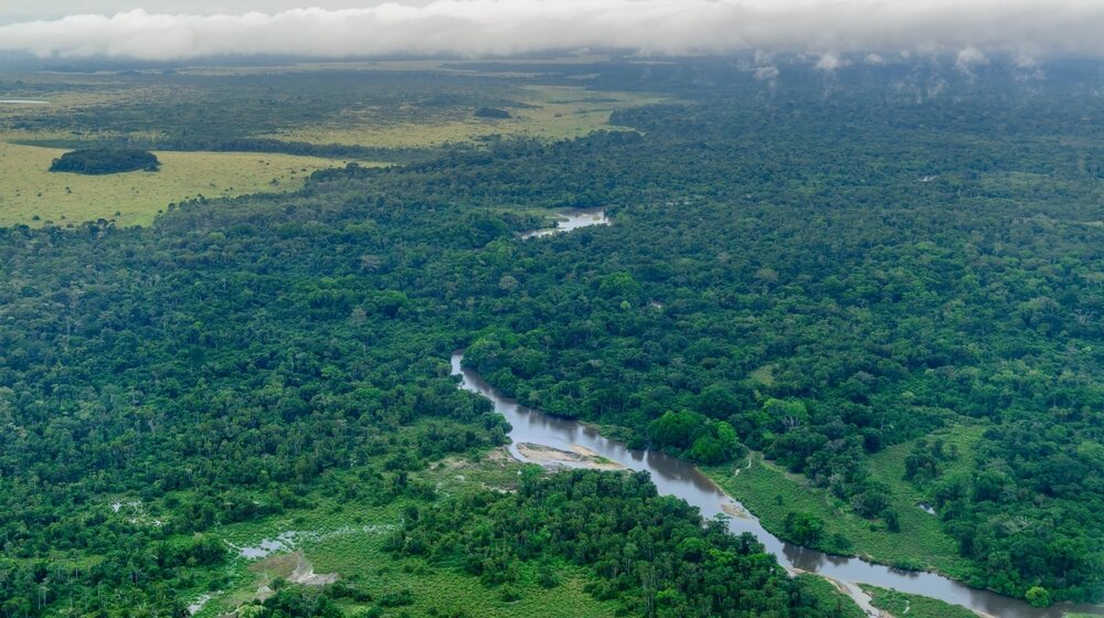 Kineske kompanije pod zaštitom vojske ilegalno seku prašumu u Kongu 1