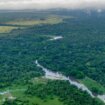Kineske kompanije pod zaštitom vojske ilegalno seku prašumu u Kongu 15