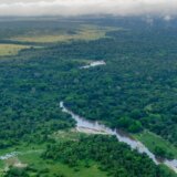 Kineske kompanije pod zaštitom vojske ilegalno seku prašumu u Kongu 5