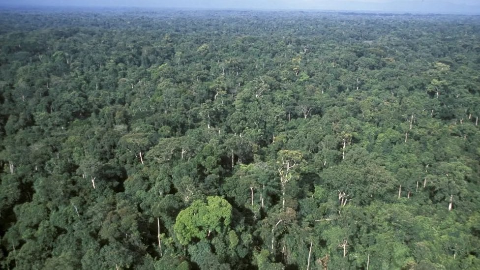 Gabon je jedno od najbiodiverzitetnijih mesta na svetu, sa ogromnim rezervoarom neistraženih i potencijalno lekovitih biljaka