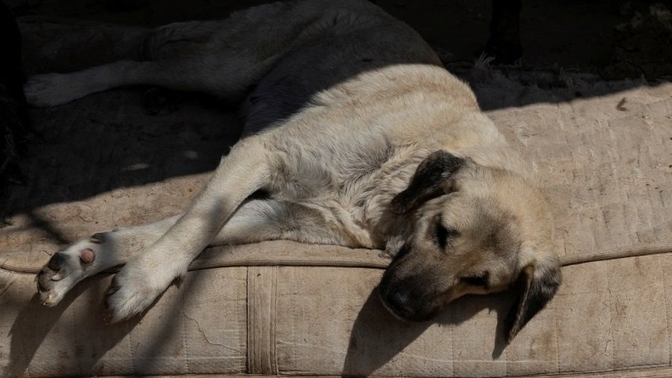 Balkan: Kakve su kazne za mučenje životinja i zašto to neko radi 8