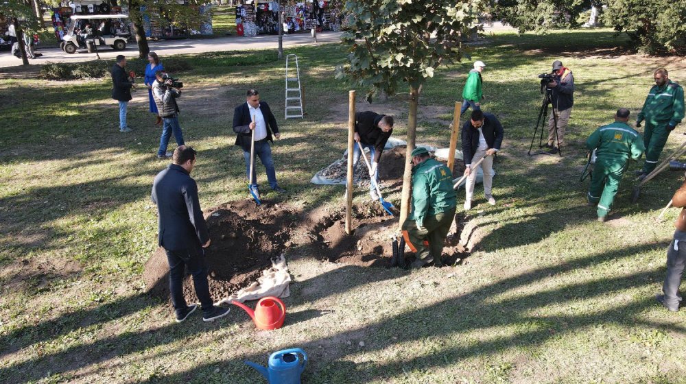 Zelenilo Beograd proslavilo 95 godina postojanja sadnjom javora na Kalemegdanu 8