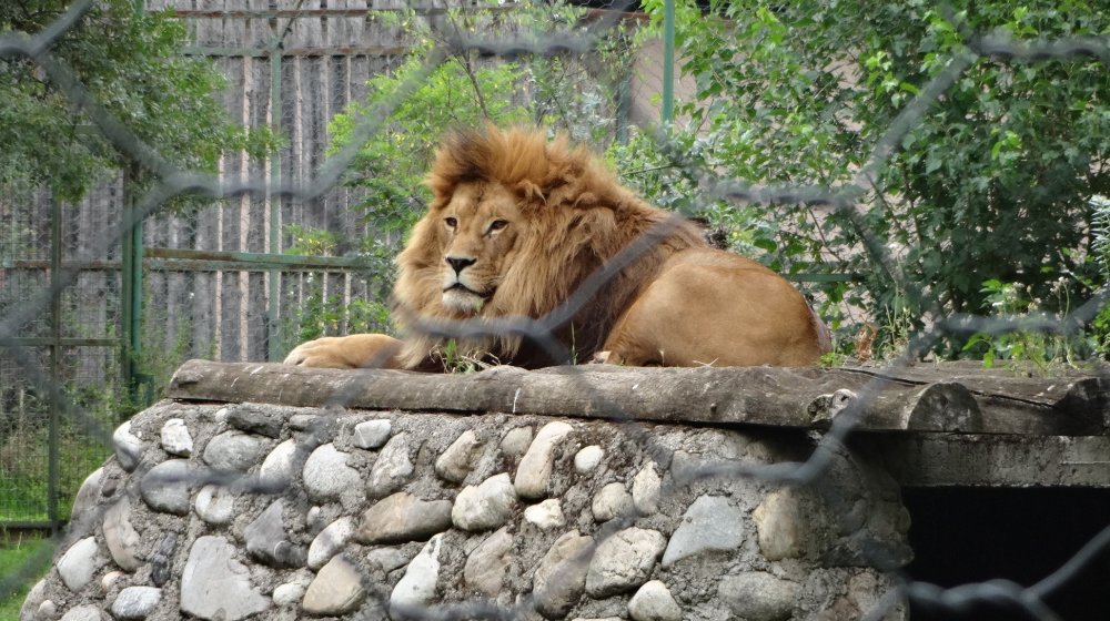 Uginuo lav Žika koji je u Skoplje stigao iz beogradskog zoološkog vrta 10