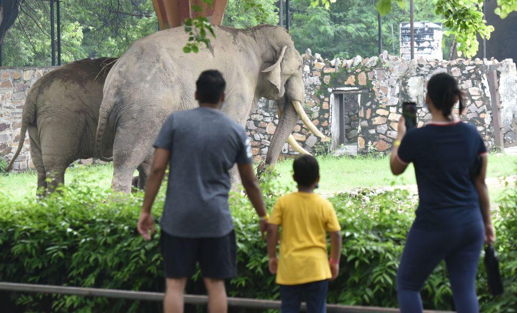 Azijski slonovi u zoološkom vrtu u Delhiju