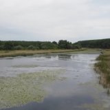 Zašto je bara Reva nezaštićena prirodna oaza Beograda? 10